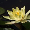 꽃으로 힐링 ** 이미지