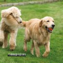 오창동물병원 | 청주 오창동물병원 강아지 골절수술 대형견 뒷발꿈치 골절 고정술 케이스 치료후기