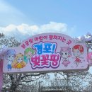 2025 경포 벚꽃 잔치 | 2025 경포벚꽃축제 먹거리 체험 주차 후기 강릉벚꽃개화현황