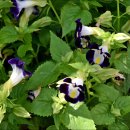 논현초등학교 이미지