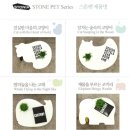 스토니아 | 스토니아 스톤펫/진실한 마음의 고양이. 냥덕아이템 득템!!!