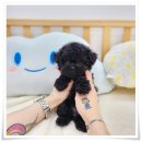 나눔펫 책임분양소 강아지분양 일산점 이미지