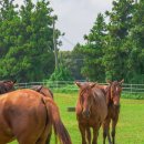 이시돌목장 이미지