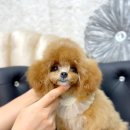 BICHON KOREA 이미지