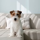 고덕24시 동물병원 이미지