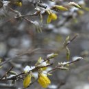 남촌도림동-17 이미지