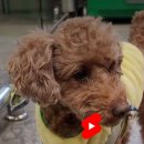 댕댕이# 이미지