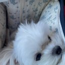 독핏코리아 이미지