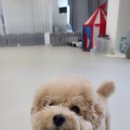 러닝독 스테이 네이버블로그