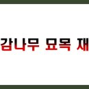 진상용농장 | 흑감나무 묘목 재배 완벽 가이드 TOP 7 정리 (수익성, 관리법, 판매전략)