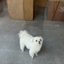 학우목장 | 치코커피🐶: 동덕여대 근처 카페 추천 / 봄🌸 딸기🍓 시즌 한정 메뉴 [딸기 두바이 목장] 후기