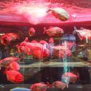 코엑스아쿠아리움 이미지