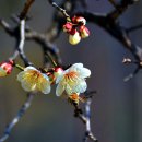 봄이 왔나 봄 이미지