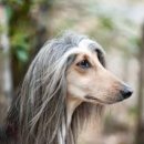 충남켄넬 이미지