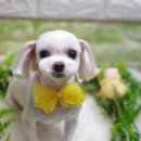 다온애견미용 이미지