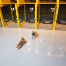 주주펫 네이버블로그