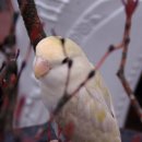 아롱다롱 이미지