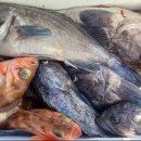 피싱랜드 이미지