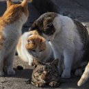 냥이친구 이미지