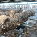 박상윤농장 이미지