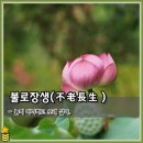 불로장생 이미지