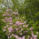 화악2리 마을회관 | 가평 화악산 중봉(1446m) 철쭉 산행 등산코스 화악터널/삼팔교 (feat: 조무락골 계곡)