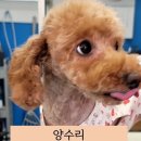 메리해피쫑 이미지