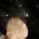 산속 농부의 참나무표고버섯 재배- 버섯나무 만들기 이미지