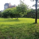 쪼로니