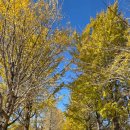 은행나무1길 | 경기도 단풍명소 여주 강천섬 은행나무 실시간 현황 주차 꿀팁