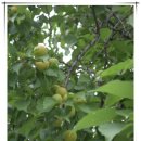 종례농장 이미지