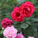 우장산동 이미지