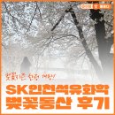 정원화학 | 2026 SK인천석유화학 벚꽃동산 후기 🌸 1.5km 벚꽃 터널 직접 다녀왔어요!