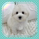 고려애견샵 | 부평 애견샵 후기 기준으로 선택한 인천강아지분양 고양이분양 아가몽