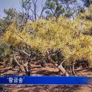 구룡식물원