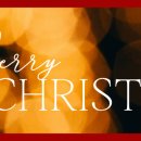 트위터에서 운전자보험 들어야된다는 말 보고 하나 들었는데 이미지