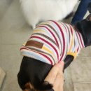 써니애견 | 써니네애견카페 방문 후기