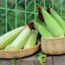 태영농장 이미지