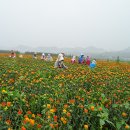 칠곡토종홍화농장