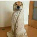 고치 이미지