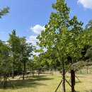 대흥동 유아숲체험원 | 대흥동유아숲체험원 후기