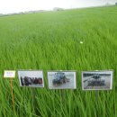 농촌진흥청 국립식량과학원 이미지