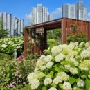 초록쉼표 광교점 | 🌸 서울 근교 수국 명소 6월 주말 당일치기 | 경기도 개화현황 및 아침고요수목원 카페 투어 완결판