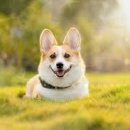 반려동물관리사 자격증 과정 이미지