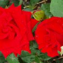 알라딘의료기 이미지