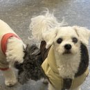 왈왈 애견유치원&호텔 이미지