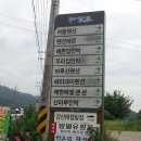 잣나무숲 이미지