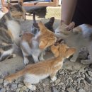 스테이 소소호강 | [전남/장성 숙소-편백스테이] 여름날 우리만의 독채에서 힐링여행