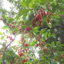 보리수마을 이미지