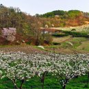 이화농원 이미지